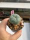 Lophophora williamsii 3-4 cm 7 years old ownroot grow from seed