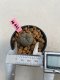 Lophophora williamsii 3-4 cm 7 years old ownroot grow from seed