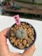 Lophophora williamsii 3-4 cm 7 years old ownroot grow from seed