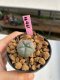 Lophophora williamsii 3-4 cm 7 years old ownroot grow from seed
