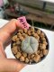 Lophophora williamsii 3-4 cm 7 years old ownroot grow from seed