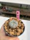 Lophophora williamsii 3-4 cm 7 years old ownroot grow from seed