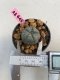 Lophophora williamsii 3-4 cm 7 years old ownroot grow from seed