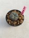 Lophophora williamsii 3-4 cm 7 years old ownroot grow from seed