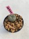 Lophophora williamsii 3-4 cm 7 years old ownroot grow from seed