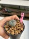 Lophophora williamsii 3-4 cm 7 years old ownroot grow from seed