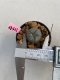 Lophophora williamsii 3-4 cm 7 years old ownroot grow from seed