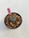 Lophophora williamsii 3-4 cm 7 years old ownroot grow from seed