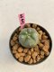 Lophophora williamsii 3-4 cm 7 years old ownroot grow from seed