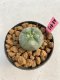 Lophophora williamsii 3-4 cm 7 years old ownroot grow from seed