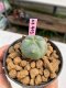 Lophophora williamsii 3-4 cm 7 years old ownroot grow from seed