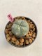 Lophophora williamsii 3-4 cm 7 years old ownroot grow from seed
