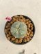 Lophophora williamsii 3-4 cm 7 years old ownroot grow from seed