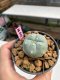 Lophophora williamsii 3-4 cm 7 years old ownroot grow from seed