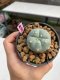 Lophophora williamsii 3-4 cm 7 years old ownroot grow from seed