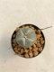 Lophophora williamsii 3-4 cm 7 years old ownroot grow from seed
