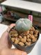 Lophophora williamsii 3-4 cm 7 years old ownroot grow from seed