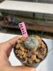 Lophophora williamsii 3-4 cm 7 years old ownroot grow from seed