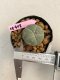 Lophophora williamsii 3-4 cm 7 years old ownroot grow from seed