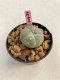 Lophophora williamsii 3-4 cm 7 years old ownroot grow from seed