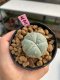 Lophophora williamsii 3-4 cm 7 years old ownroot grow from seed