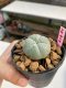 Lophophora williamsii 3-4 cm 7 years old ownroot grow from seed