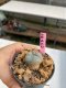 Lophophora williamsii 3-4 cm 7 years old ownroot grow from seed