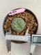 Lophophora williamsii 3-4 cm 7 years old ownroot grow from seed