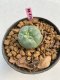 Lophophora williamsii 3-4 cm 7 years old ownroot grow from seed