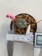 Lophophora williamsii 3-4 cm 7 years old ownroot grow from seed