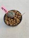 Lophophora williamsii 3-4 cm 7 years old ownroot grow from seed