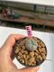 Lophophora williamsii 3-4 cm 7 years old ownroot grow from seed