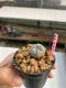Lophophora williamsii 3-4 cm 7 years old ownroot grow from seed