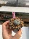 Lophophora williamsii 3-4 cm 7 years old ownroot grow from seed