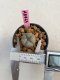 Lophophora williamsii 3-4 cm 7 years old ownroot grow from seed