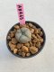 Lophophora williamsii 3-4 cm 7 years old ownroot grow from seed