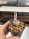 Lophophora williamsii 3-4 cm 7 years old ownroot grow from seed