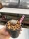Lophophora williamsii 3-4 cm 7 years old ownroot grow from seed