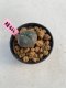 Lophophora williamsii 3-4 cm 7 years old ownroot grow from seed