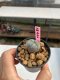Lophophora williamsii 3-4 cm 7 years old ownroot grow from seed