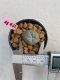Lophophora williamsii 3-4 cm 7 years old ownroot grow from seed