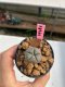 Lophophora williamsii  3-4 cm 7 years old ownroot grow from seed