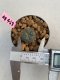 Lophophora williamsii 3-4 cm 7 years old ownroot grow from seed
