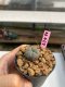 Lophophora williamsii 3-4 cm 7 years old ownroot grow from seed