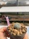 Lophophora williamsii 3-4 cm 7 years old ownroot grow from seed