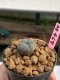 Lophophora williamsii 3-4 cm 7 years old ownroot grow from seed