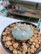 Lophophora williamsii Texana 3-5 cm 8 years old - ownroot grow from seed give flower