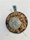 Lophophora williamsii Texana 3-5 cm 8 years old - ownroot grow from seed give flower