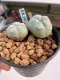 Lophophora williamsii Texana 3-5 cm 8 years old - ownroot grow from seed give flower