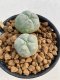 Lophophora williamsii Texana 3-5 cm 8 years old - ownroot grow from seed give flower